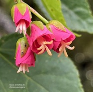 Dombeya elegans cordem.mahot rose.( fleurs femelles ) malvaceae.endémique Réunion..jpeg
